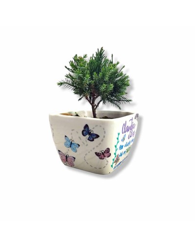Bonsai en matera personalizada