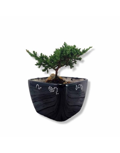 Bonsai en matera personalizada