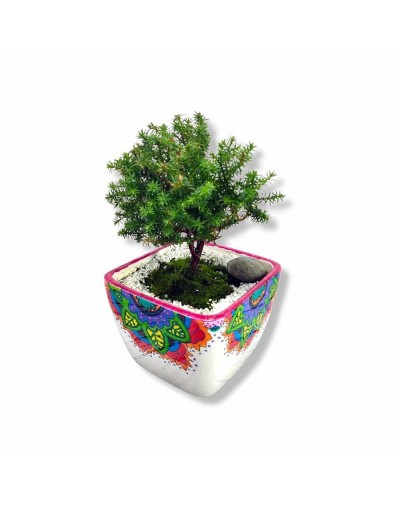 Bonsai en matera personalizada