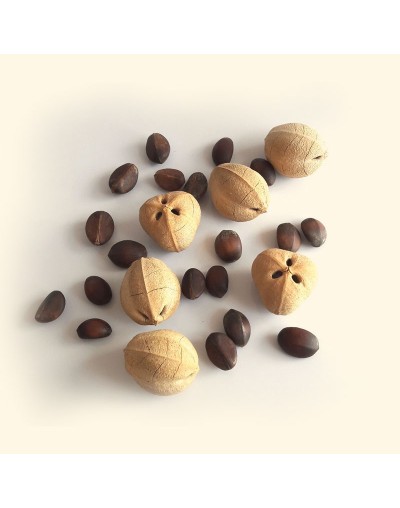 Aceite de cacao 10ml