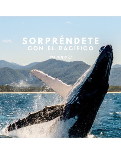 Sorpréndete con el pacífico