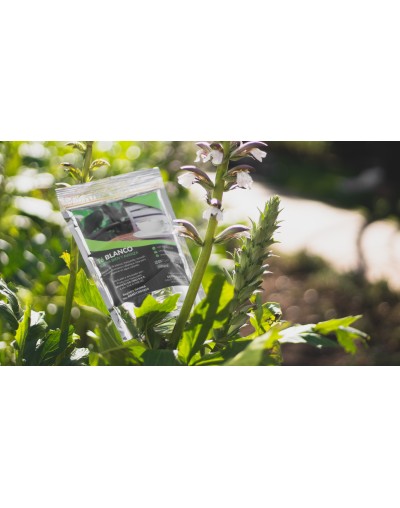 Té blanco sueña y avanza descuento