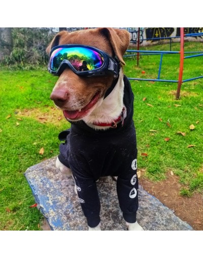 Gafas para perros Dog Glasses