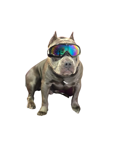 Gafas para perros Dog Glasses
