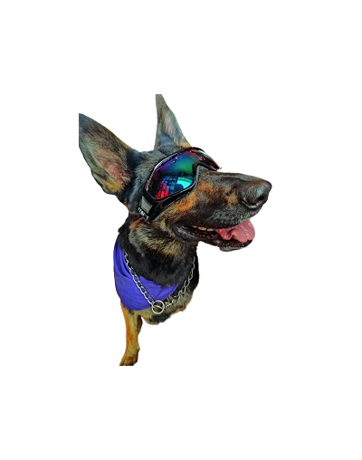 Gafas para perros Dog Glasses