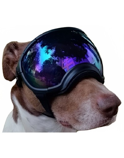 Rex specs 