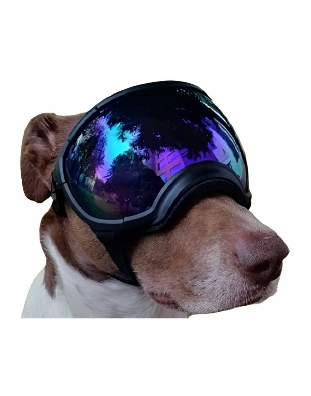 Rex specs 