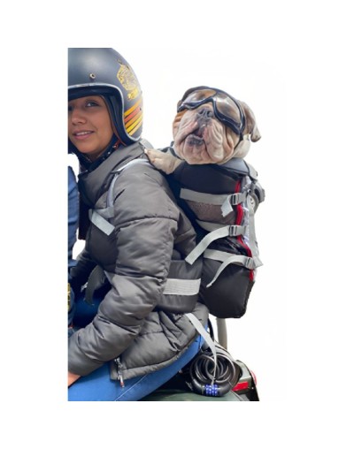 Morrales para perro 