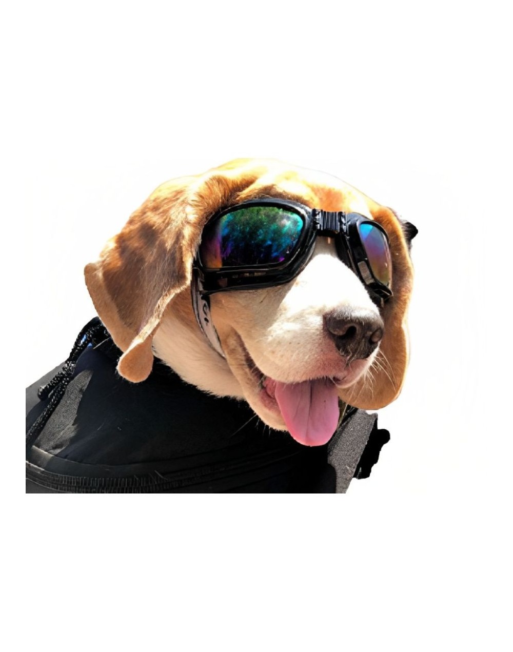 Gafas para perro pequeño