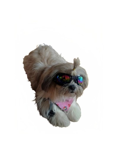 Gafas para perro pequeño