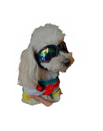 Gafas para perro pequeño