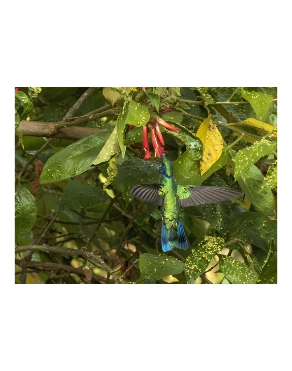 Un jardín de aves