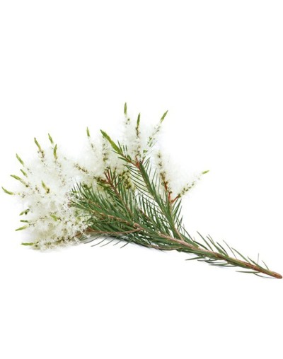 Aceite esencial de árbol de té 10 ml