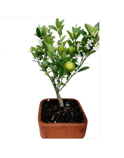 Bonsai de naranjo 