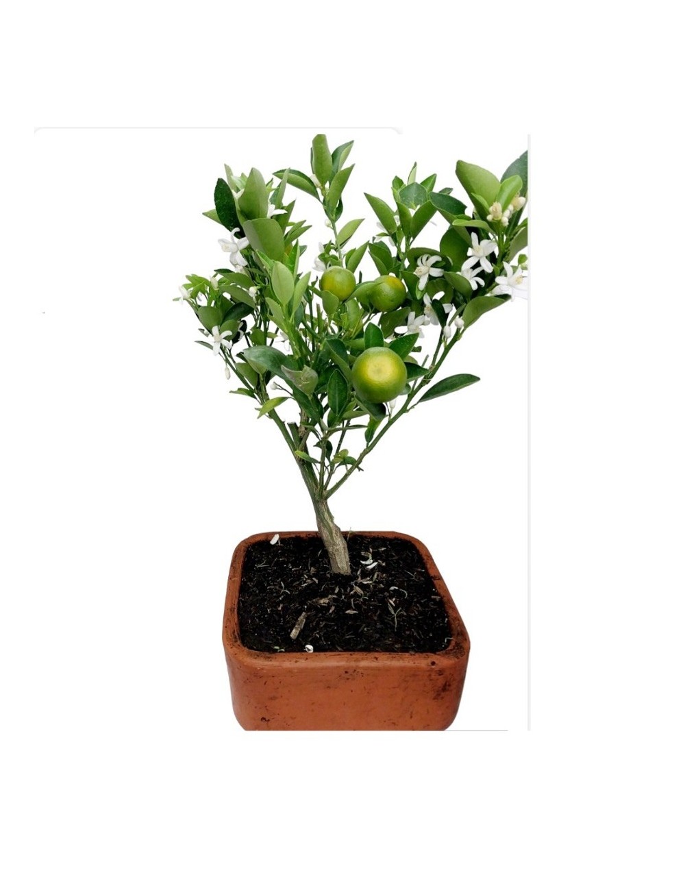 Bonsai de naranjo 