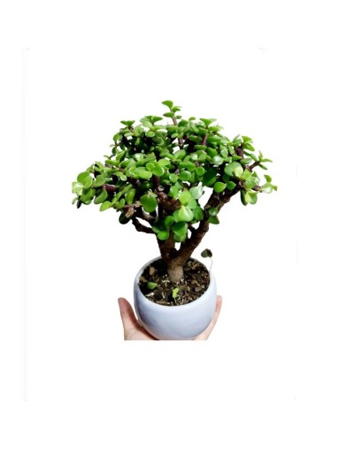 Mini bonsai de 3 años