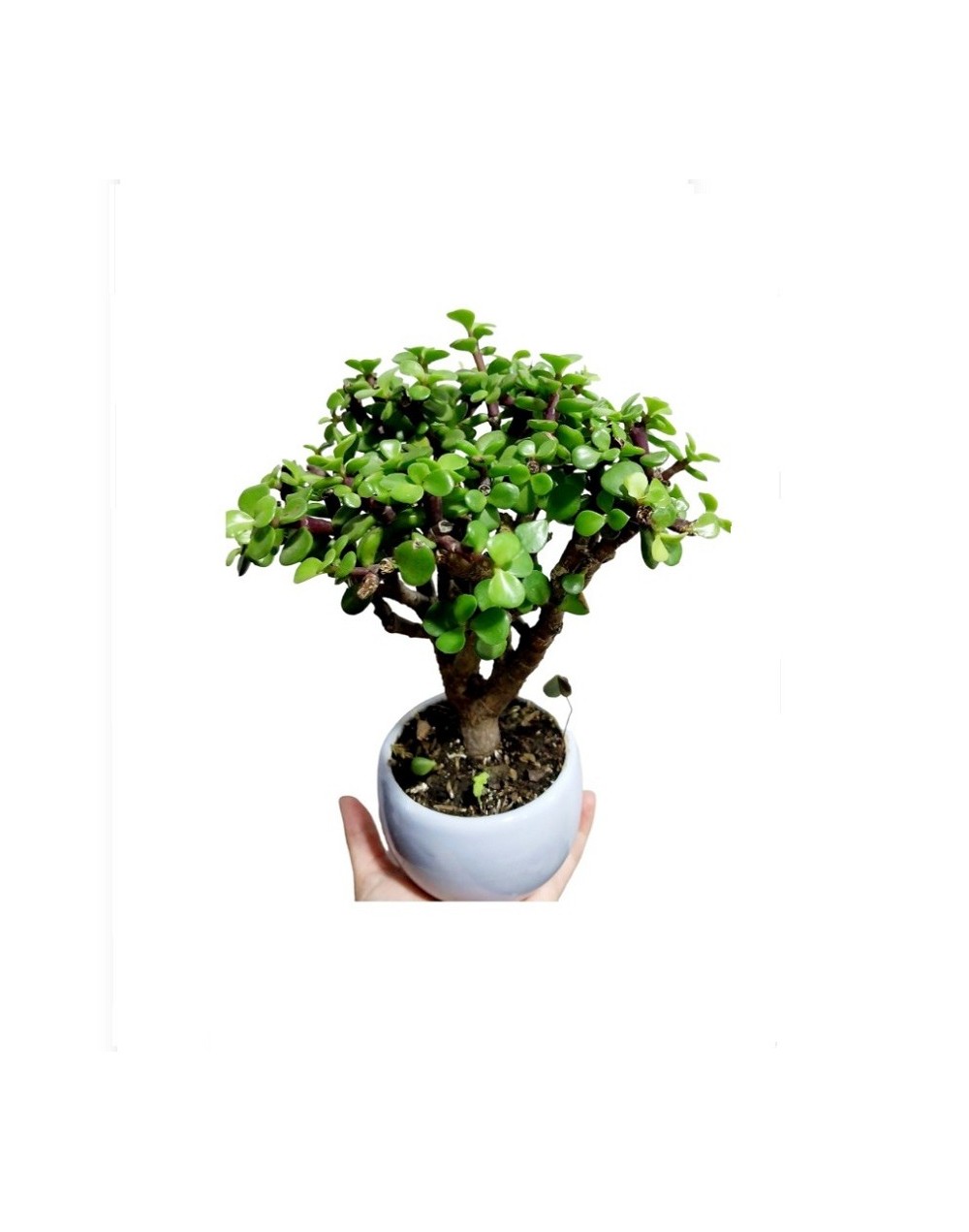 Mini bonsai de 3 años