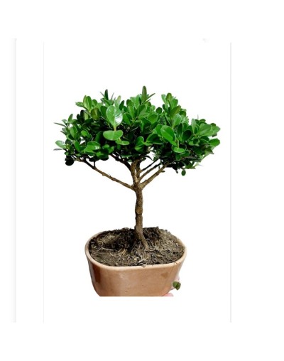 Mini bonsai de 3 años