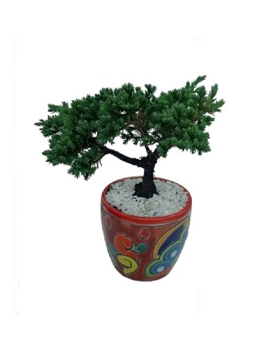 Mini bonsai de 3 años