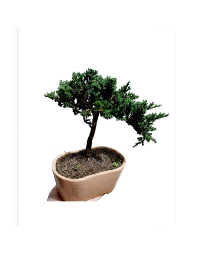 Mini bonsai de 3 años