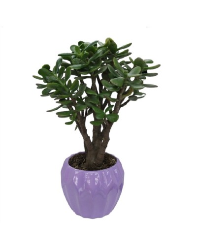 Bonsai de jade macho 