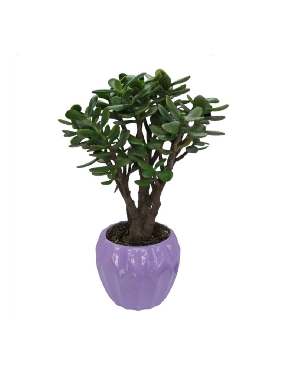 Bonsai de jade macho 