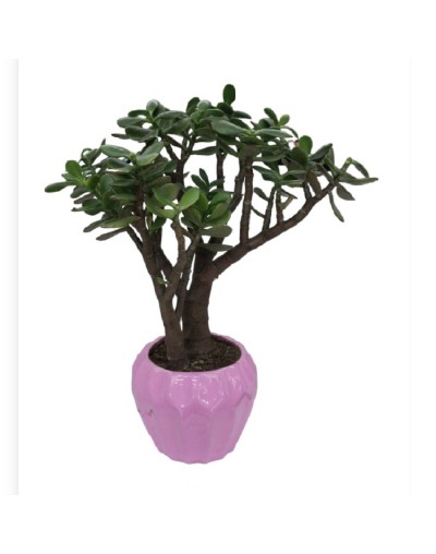 Bonsai de jade macho 