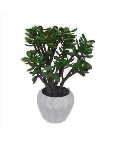 Bonsai de jade macho 