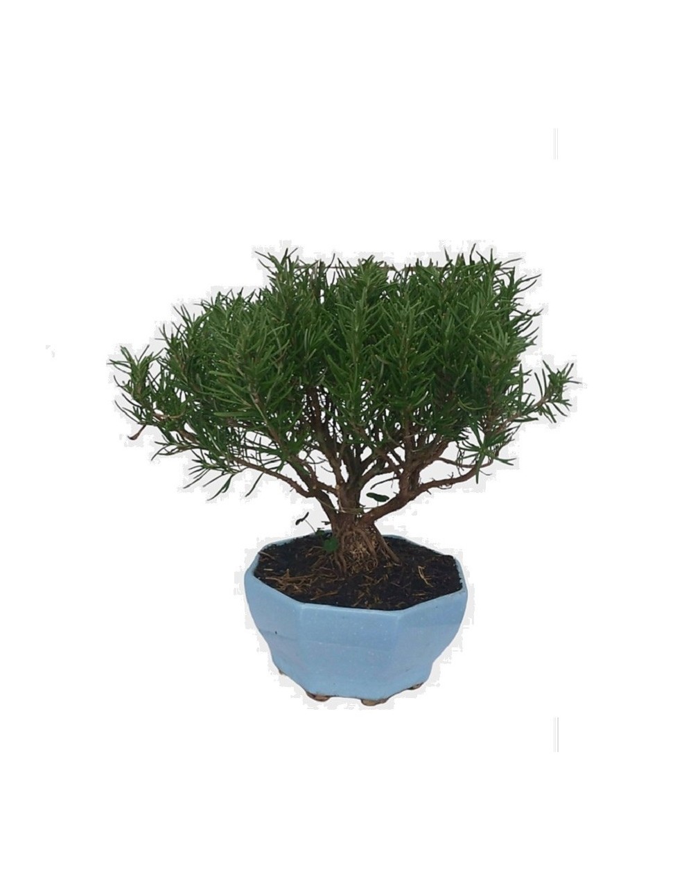 Bonsai de romero
