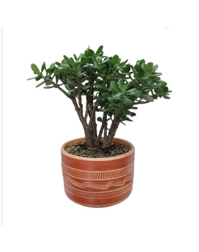 Bonsai de jade macho