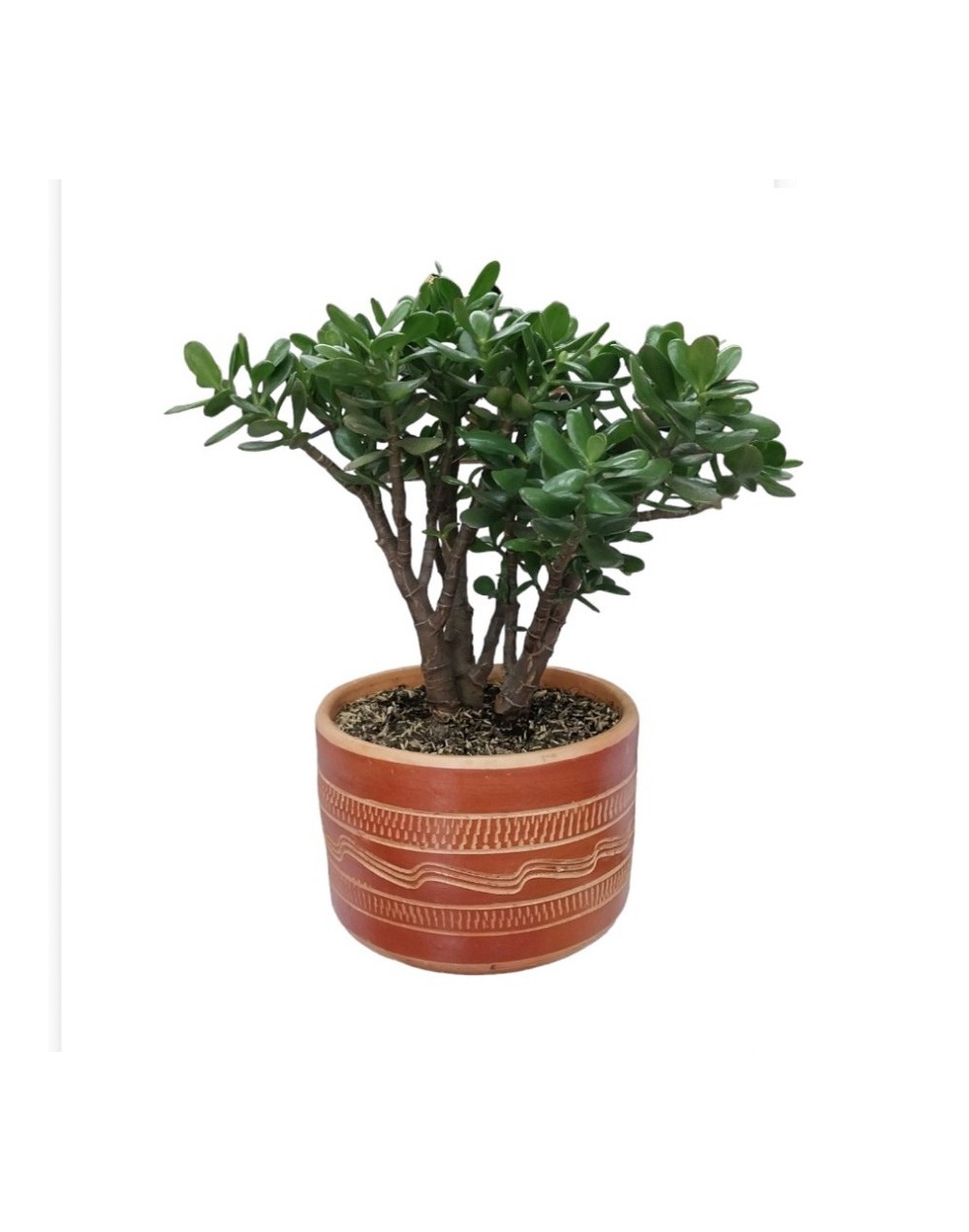 Bonsai de jade macho