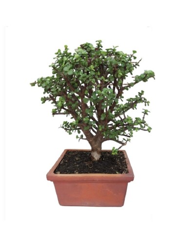 Bonsai de jade monedita
