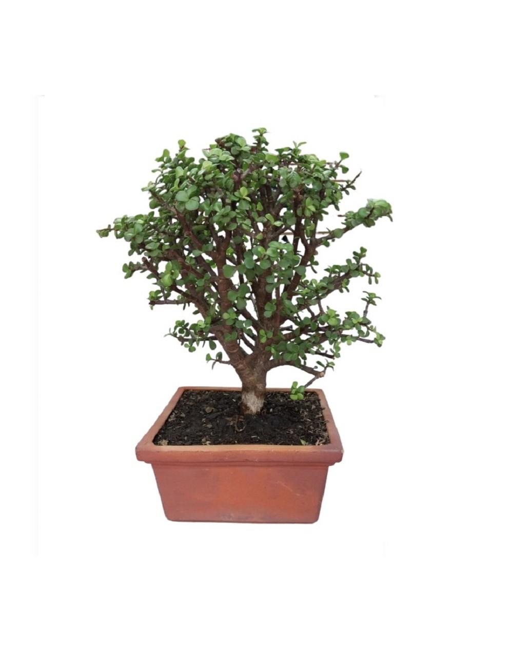 Bonsai de jade monedita