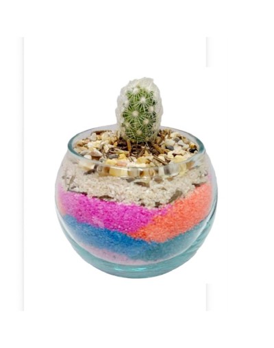 Cactus decorado