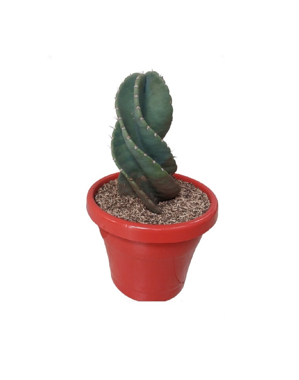 Cactus espiral