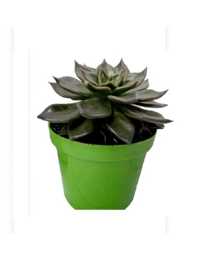Suculentas y cactus