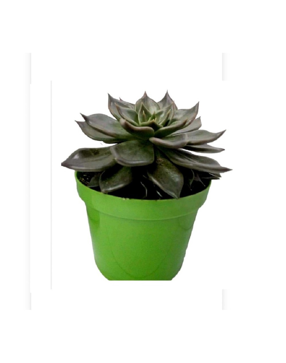 Suculentas y cactus