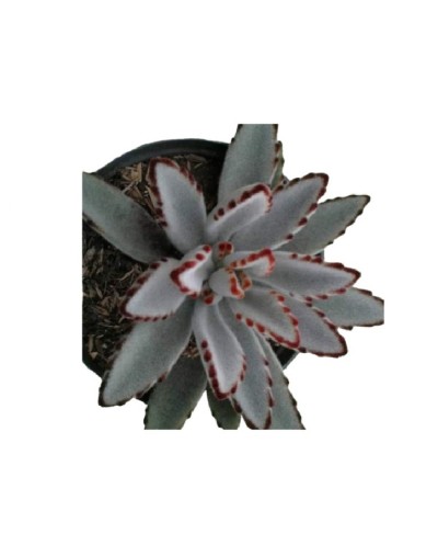Suculentas y cactus