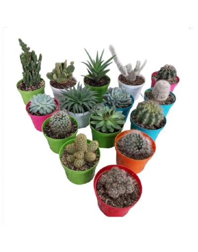 Suculentas y cactus