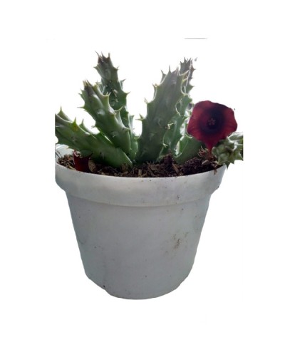 Suculentas y cactus