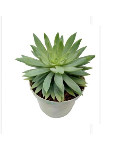 Suculentas y cactus