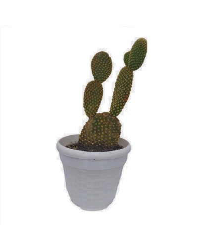 Cactus mickey mause