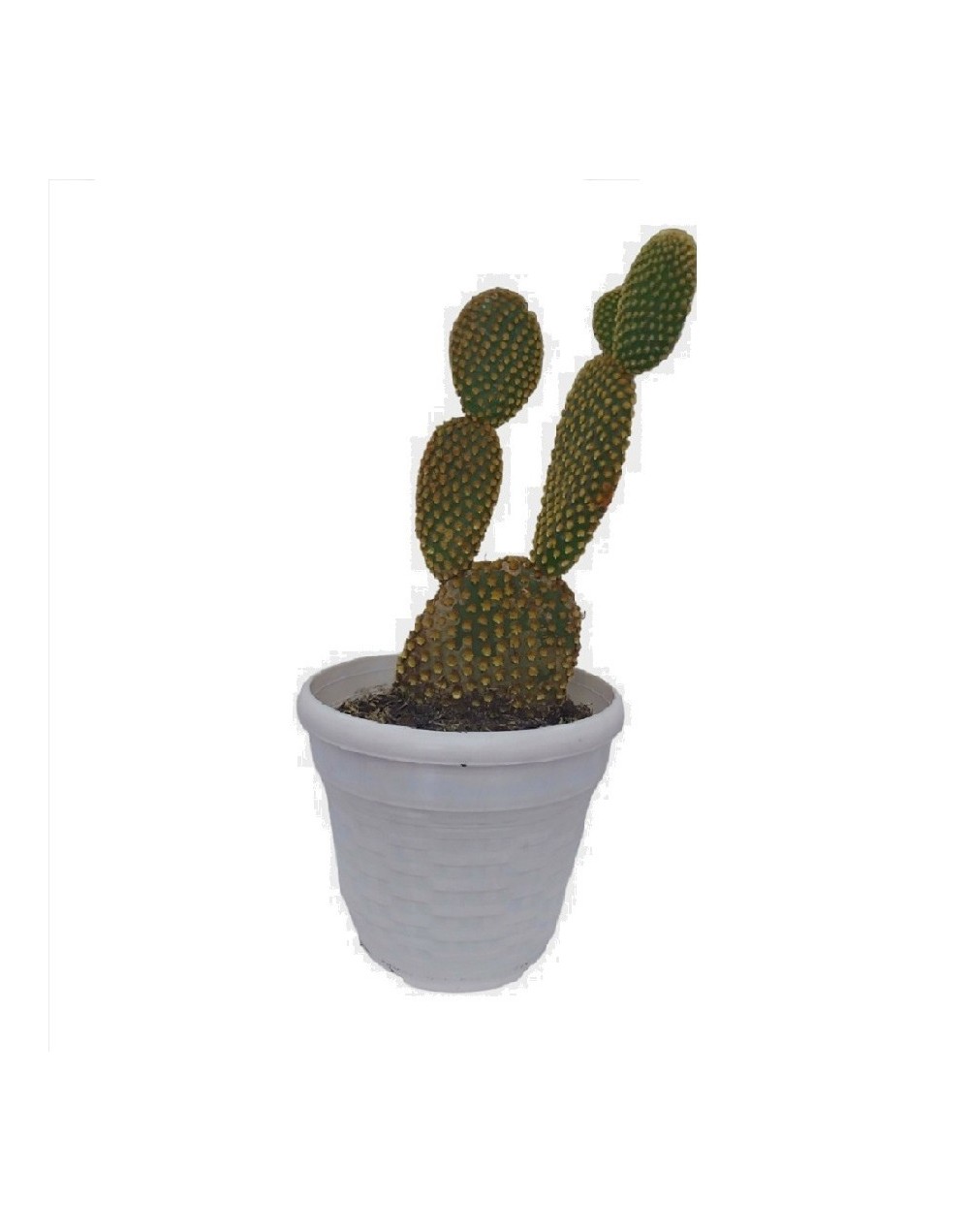Cactus mickey mause