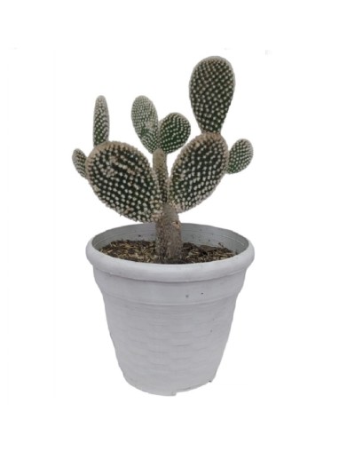 Cactus mickey mause