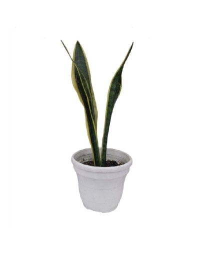 Sansevieria