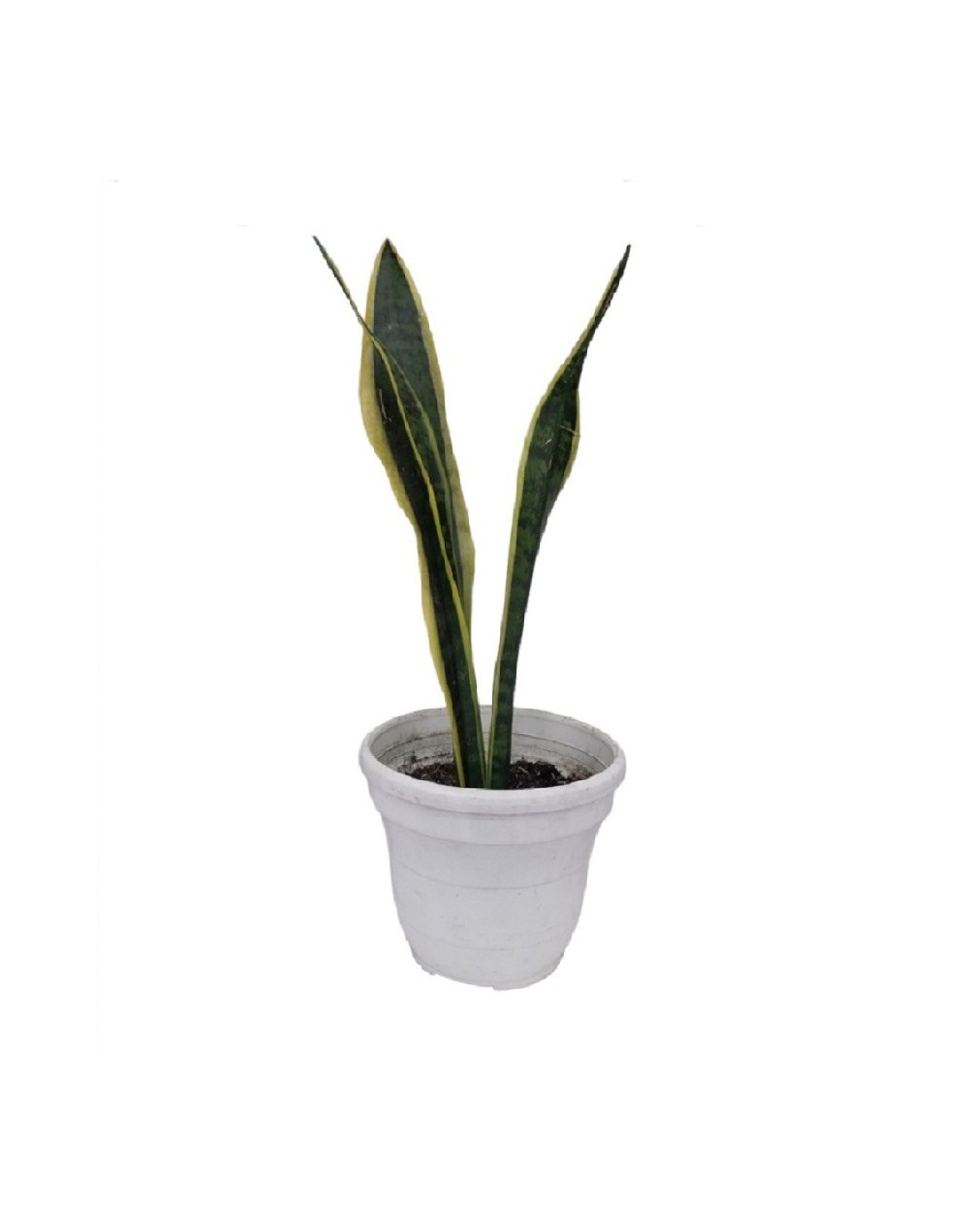Sansevieria