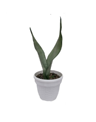 Sansevieria