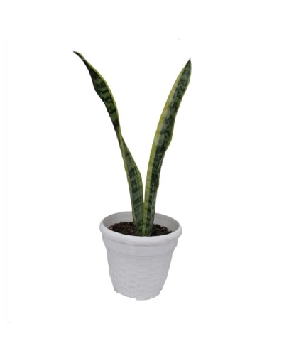 Sansevieria