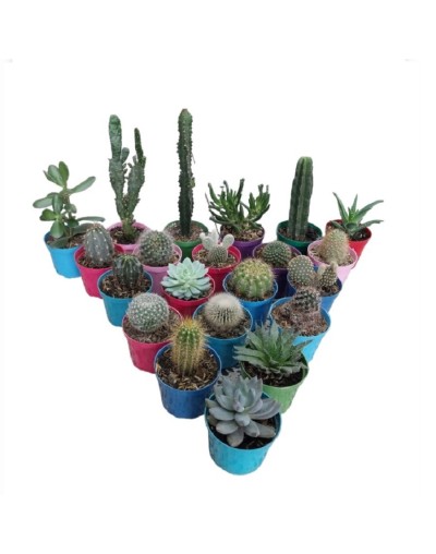 Cactus y suculentas 