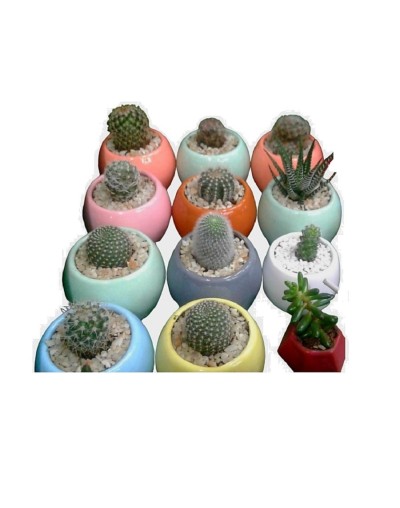 Cactus y suculentas 